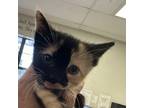 Adopt Pansy a Siamese