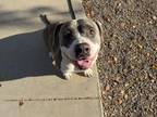 Adopt SNOOKI a Pit Bull Terrier