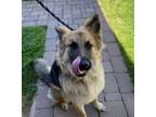 Adopt SWAN a German Shepherd Dog