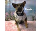 Adopt Glenda a German Shepherd Dog