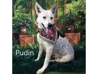 Adopt Pudin a Mixed Breed