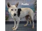 Adopt Pudin a Mixed Breed