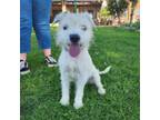 Adopt Olive (Courtesy Listing) a Parson Russell Terrier, Terrier