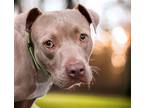 Adopt WALONIA* a Pit Bull Terrier, Mixed Breed