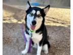 Adopt KIVA AKA TAMPA* a Husky