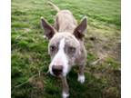 Adopt STAR a Pit Bull Terrier