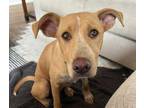 Adopt MAYA a Pit Bull Terrier, Mixed Breed