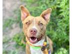 Adopt TRINCOMALEE* a Pit Bull Terrier, Mixed Breed
