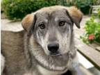 Adopt TASSA* a German Shepherd Dog, Mixed Breed