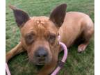Adopt GOLLY* a Pit Bull Terrier, Mixed Breed