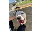 Adopt Nora a Pit Bull Terrier