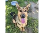 Adopt BESS a German Shepherd Dog