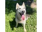 Adopt NOLA a Siberian Husky