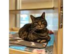 Adopt Taby a Domestic Short Hair