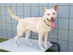 Adopt TIGER LILY a Husky, Pit Bull Terrier