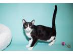 Adopt WONKERS a Domestic Short Hair