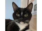 Adopt Monse a Domestic Short Hair