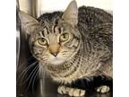 Adopt Juju a Domestic Short Hair