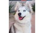 Adopt Wasaya a Siberian Husky, Mixed Breed