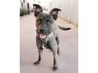 Adopt Alice a Dutch Shepherd, Mixed Breed