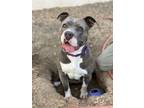 Adopt Leia a Pit Bull Terrier, Mixed Breed