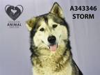 Adopt STORM a Alaskan Malamute