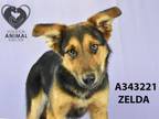 Adopt ZELDA a German Shepherd Dog
