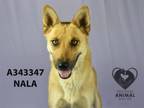 Adopt NALA a German Shepherd Dog