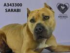 Adopt SARABI a Pit Bull Terrier