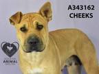 Adopt CHEEKS a Shar-Pei