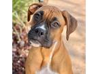 Adopt Cookie a Boxer