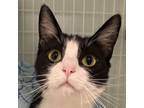 Adopt Alice a Domestic Short Hair