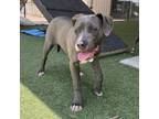 Adopt Coconut a Pit Bull Terrier, Mixed Breed