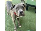 Adopt Melon a Pit Bull Terrier, Mixed Breed