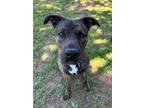 Adopt MAISEY a Pit Bull Terrier, Mixed Breed