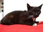 Adopt YASMEN a Domestic Short Hair