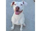 Adopt DEE DEE a Pit Bull Terrier, Mixed Breed