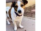 Adopt OPAL a Parson Russell Terrier, Mixed Breed