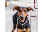 Adopt Tinkerbell a Doberman Pinscher