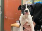 Adopt ABILENE a Pit Bull Terrier, Mixed Breed
