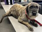 Adopt UNKNOWN a Schnauzer, Cairn Terrier