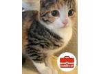 Adopt Sun Beam a Domestic Short Hair