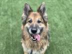 Adopt LUCY a German Shepherd Dog, Mixed Breed