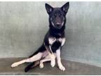 Adopt JENNY a German Shepherd Dog