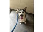 Adopt CHERRY a Siberian Husky