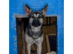 Adopt 403889 a German Shepherd Dog