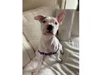 Adopt Cheesecake a Pit Bull Terrier