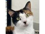 Adopt Mocha a Domestic Short Hair