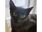 Adopt Quinn a Domestic Short Hair