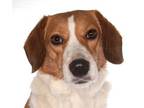 Adopt Penny a Beagle, Shetland Sheepdog / Sheltie